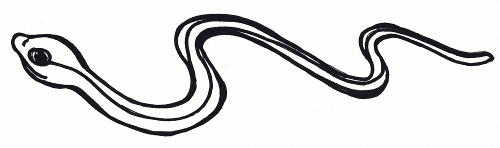 Snake Sketch