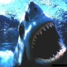 Avatar for sharkman from gravatar.com