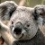 Avatar for myskydog from gravatar.com