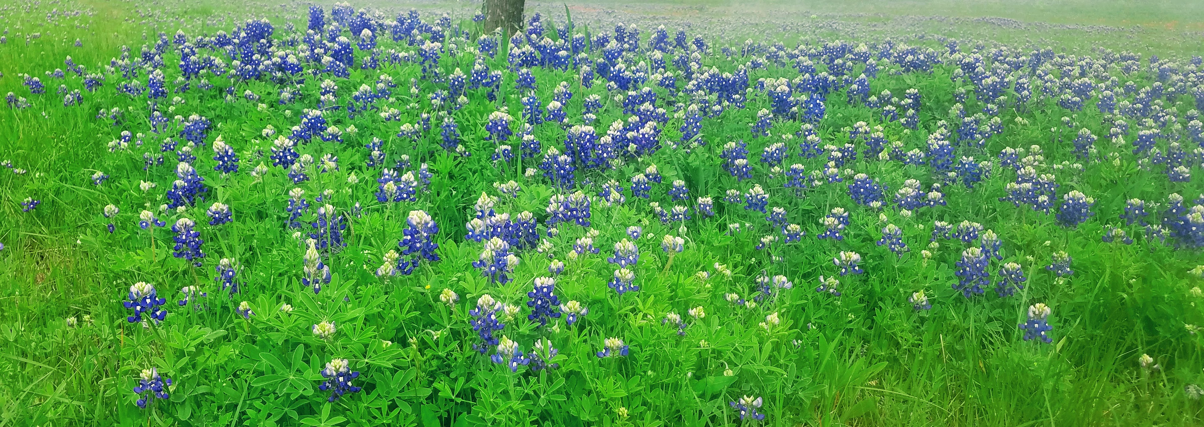 Bluebonnet pypi
