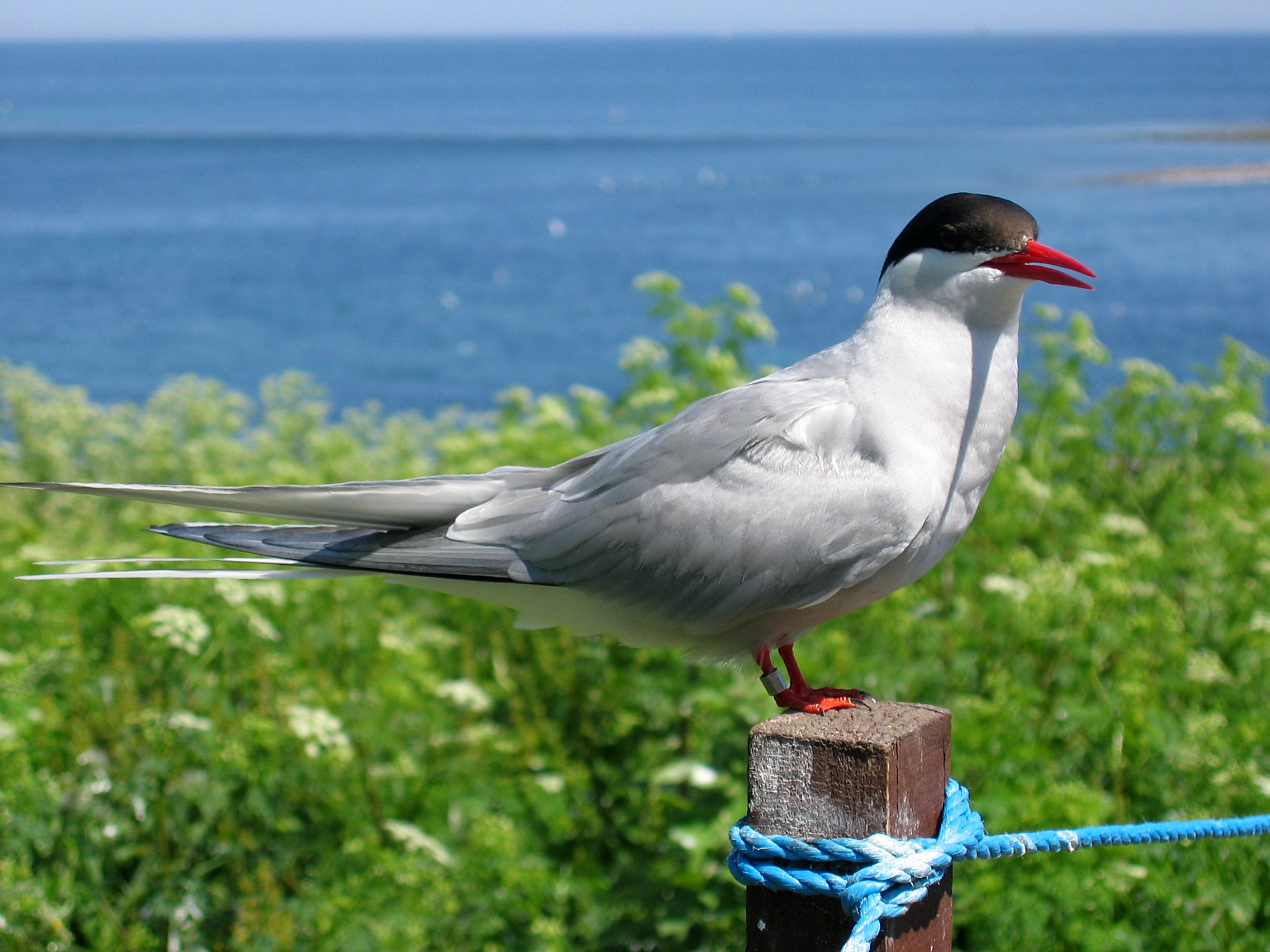https://upload.wikimedia.org/wikipedia/commons/2/29/2009_07_02_-_Arctic_tern_on_Farne_Islands_-_The_blue_rope_demarcates_the_visitors%27_path.JPG